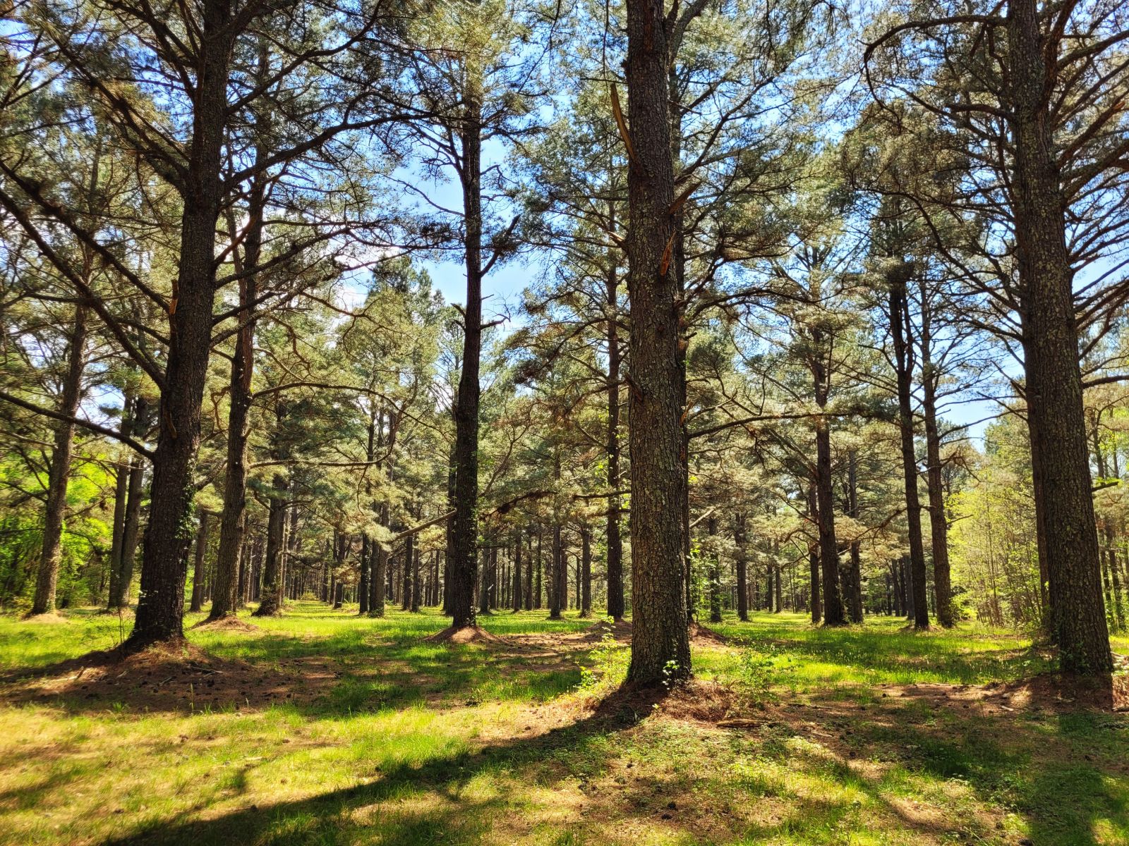 Less-dense edge of the Pocomoke State Forest